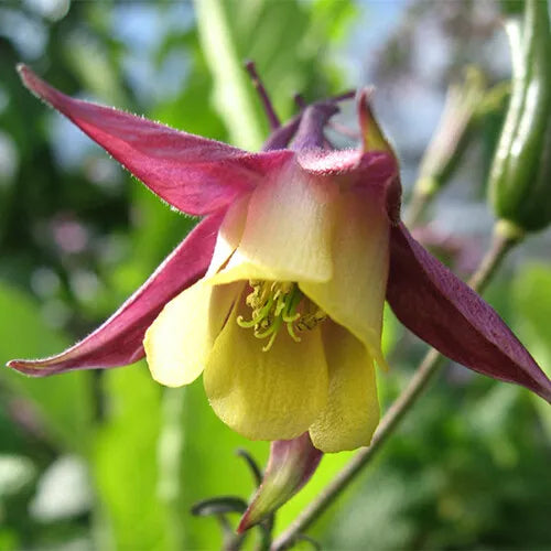 50 Oriental Columbine Seeds Non-GMO Flower Seeds | www.seedsplantworld.com