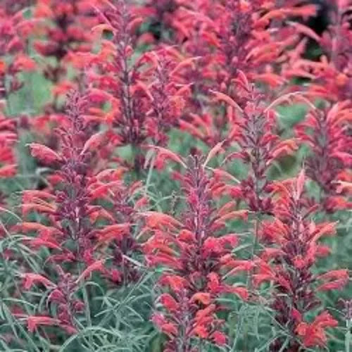 30 Red Agastache 'Heather Queen' Hummingbrid Mint Hyssop Flower Herb Seeds | www.seedsplantworld.com