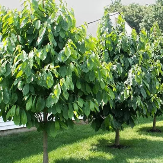 Paw Paw Indian Banana Live Plant 6-12" In A Qt. Pot | www.seedsplantworld.com