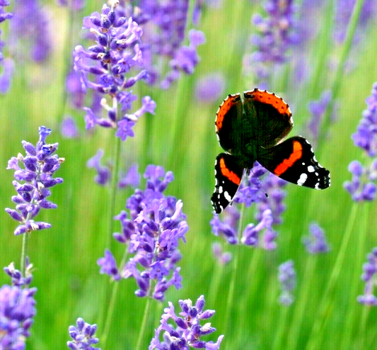 1200 English Lavender Herb Seeds | www.seedsplantworld.com