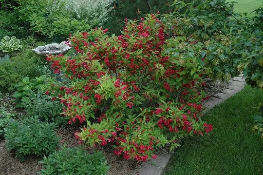 Ruby Red Weigela (Weigela Rubrun) Live Plant 4" Pot