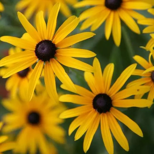500 Black Eyed Susan Perennial Rudbeckia Native Wildflower Usa Non-Gmo Seeds For Planting | www.seedsplantworld.com