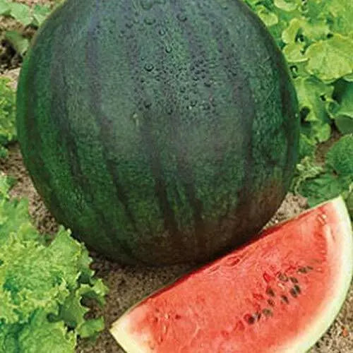 25 Sugar Baby Watermelon Seeds Heirloom Non-GMO Fruit Seeds | www.seedsplantworld.com