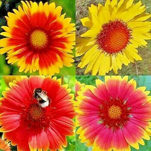 600 Blanket Flowers Hummingbird Mix Flower Seeds | www.seedsplantworld.com