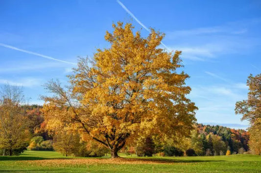 Silver Maple (Acer Saccharinum) Live Plant  12-18" Tall In A Qt Pot