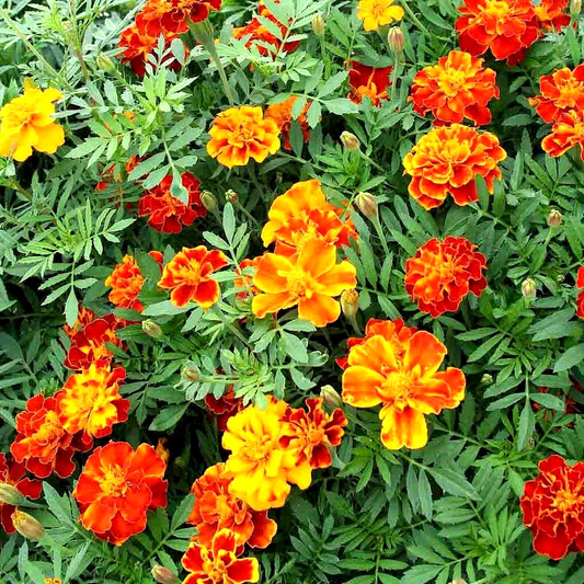 600 Pot Marigold Spring Mix Mosquito Bug Repellent Dwarf Flower Medicinal Flower Seeds | www.seedsplantworld.com