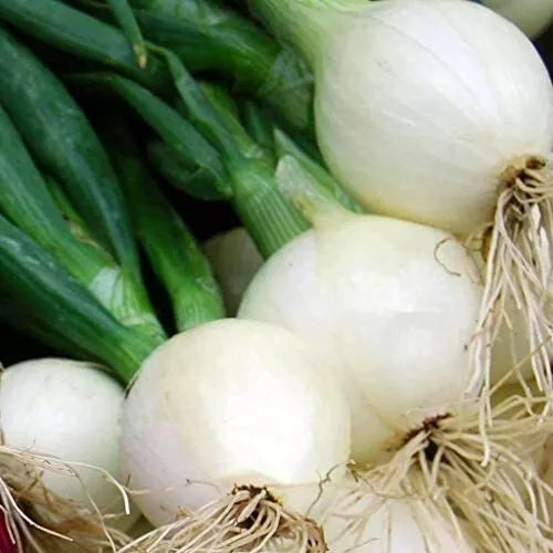 200 Crystal White Wax Onion Seeds Non-GMO Vegetable Seeds | www.seedsplantworld.com