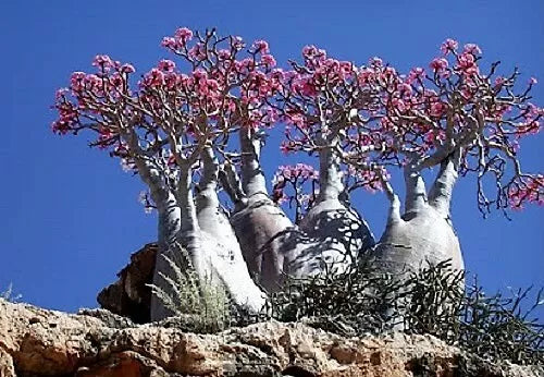 10 Mixed Desert Rose / Adenium Obesum African Houseplant Flower Seeds | www.seedsplantworld.com