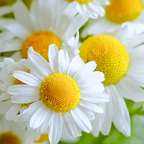 2500 German Chamomile Seeds Heirloom Non-GMO Flower Seeds | www.seedsplantworld.com