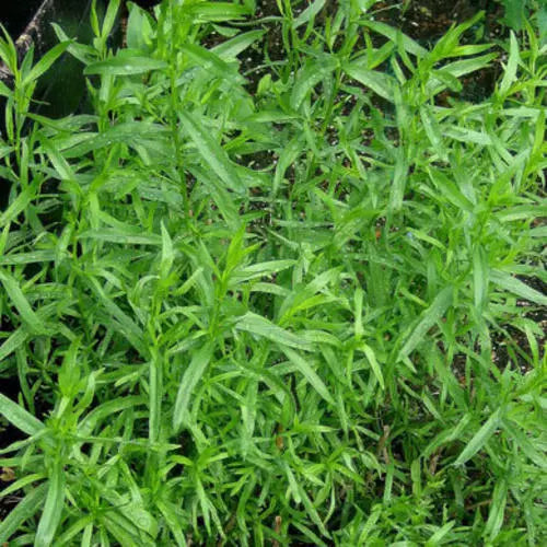 1500 Russian Tarragon Seeds Heirloom Non-GMO Herb Seeds | www.seedsplantworld.com