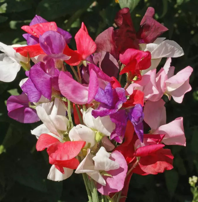 150 Landscaper'S Pack Sweet Pea Mix Flowers Fragrant Climbing Vine Non-Gmo Seeds For Planting | www.seedsplantworld.com