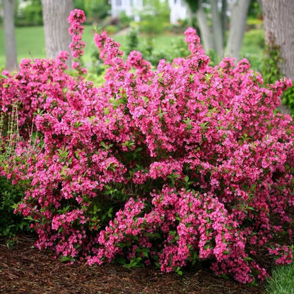 Pink Weigela Live Plant 4" Pot