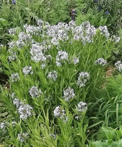 10 Shining Bluestar Ozark Or Showy Blue Star Amsonia Illustris Flower Seeds | www.seedsplantworld.com