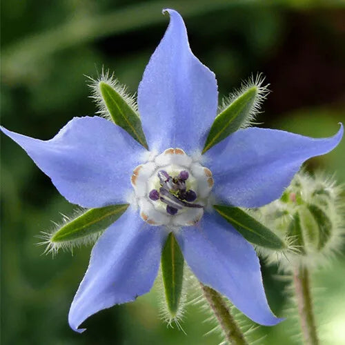 100 Borage Seeds Heirloom Non-GMO Herb Seeds | www.seedsplantworld.com