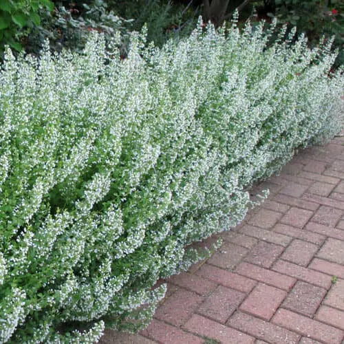 100 Common White Catmint Seeds Non-GMO Flower Seeds | www.seedsplantworld.com