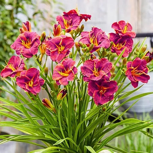 2 Daylily Ruby Stella Live Perennial Bare Root Plants | www.seedsplantworld.com
