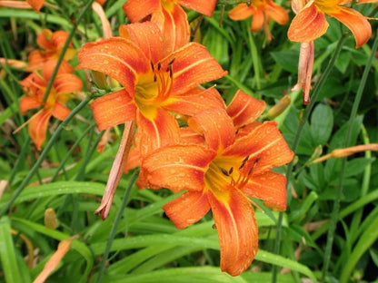 Wild Daylily 25 Fans Root Systems Live Plant