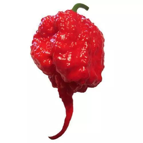 5 Carolina Reaper F1 Hybrid Pepper Seeds Non-GMO Vegetable Seeds | www.seedsplantworld.com