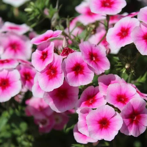 50 Brilliant Phlox Seeds Flower Seeds | www.seedsplantworld.com