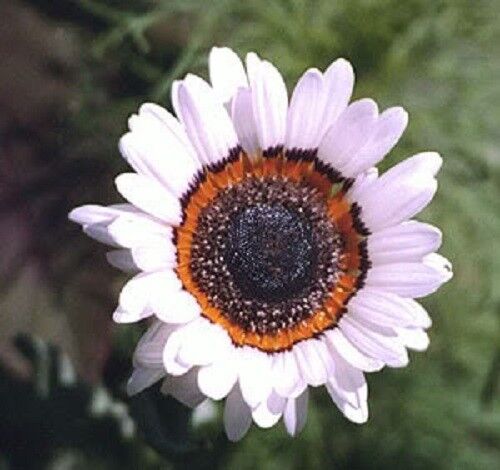 50 White Zulu Prince Cape Daisy Venidium Flower Seeds | www.seedsplantworld.com