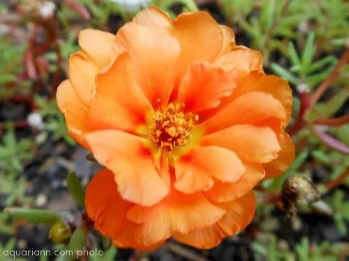 100 Orange Portulaca Moss Rose Portulaca Grandiflora Flower Seeds | www.seedsplantworld.com