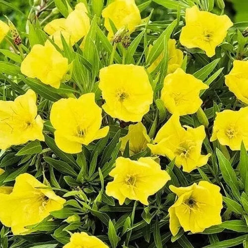 50 Missouri Yellow Primrose Seeds Flower Seeds | www.seedsplantworld.com