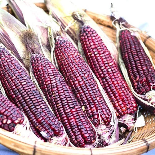 30 Bloody Butcher Corn Seeds Non-GMO Vegetable Seeds | www.seedsplantworld.com