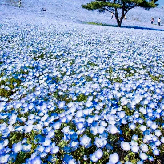 1000 Baby Blue Eyes Flower Seeds | www.seedsplantworld.com