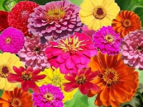 250 Zin Master Zinnia Mix Elegans Mixed Colors Flower Seeds | www.seedsplantworld.com