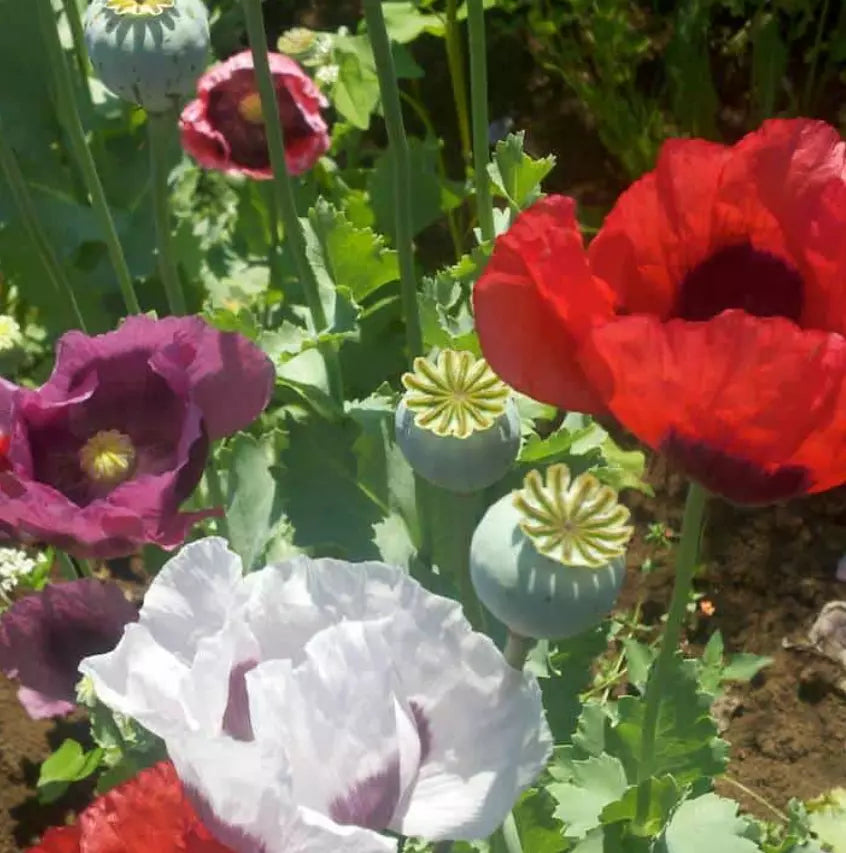 500 Poppy Food Not Lawns Remix Organic Breadseed Poppies Large Pods Usa Seeds For Planting | www.seedsplantworld.com