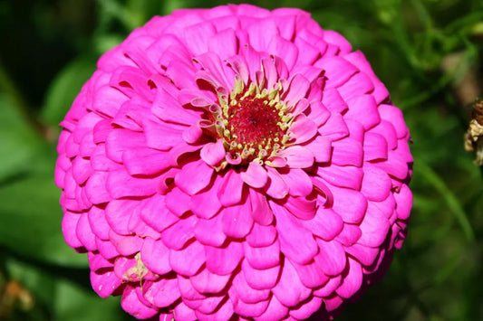 60 Zinnia Pink Fully Double Flower Seeds. | www.seedsplantworld.com