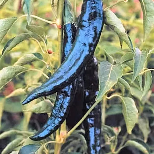 25 Pasilla Bajio Chilaca Pepper Seeds Non-GMO Vegetable Seeds | www.seedsplantworld.com