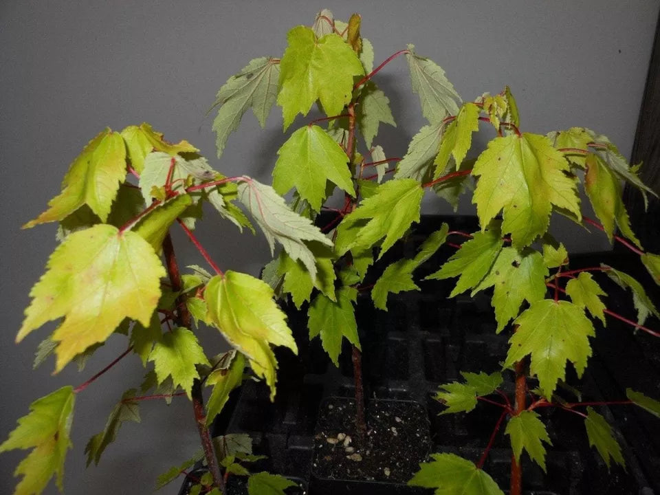 Red Maple Native Red Maple Live Plant 2.5" Pot | www.seedsplantworld.com