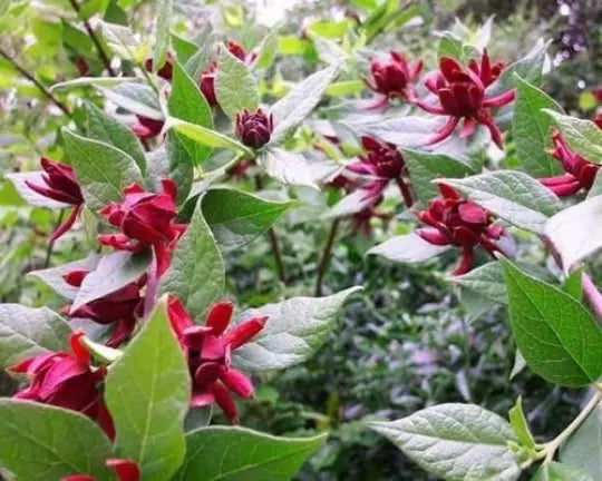 Sweet Shrub Live Plant 6-12" Tall In A Quart Pot | www.seedsplantworld.com