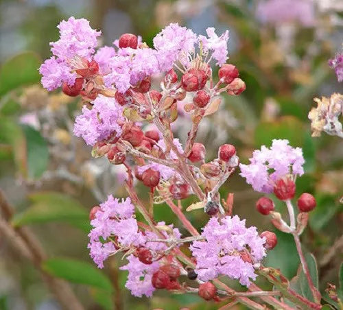 35 Light Pink Crepe Myrtle Crape Tree Shrub Lagerstroemia Indica Flower Seeds | www.seedsplantworld.com