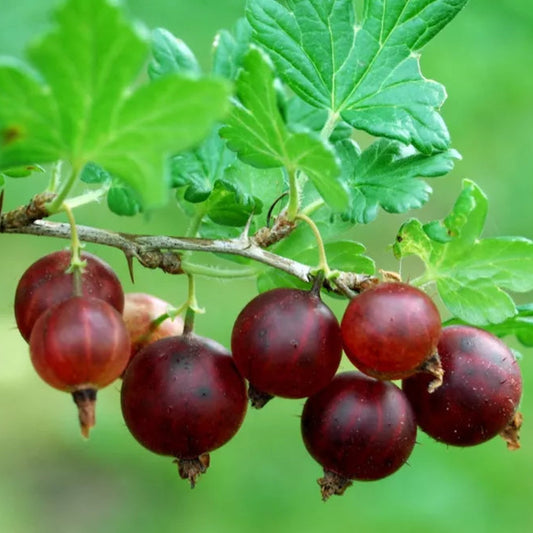 Gooseberry and Currant 1 Year Large Bare Root Plants (4 Varieties)