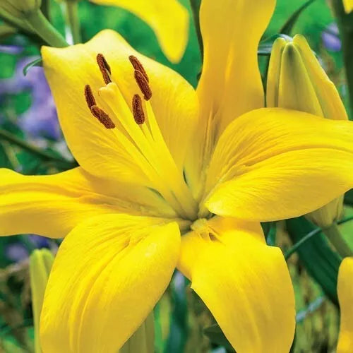 3 Yellow County Asiatic Lily Live Flower Bulbs Attracts Butterflies Bulbs Plant