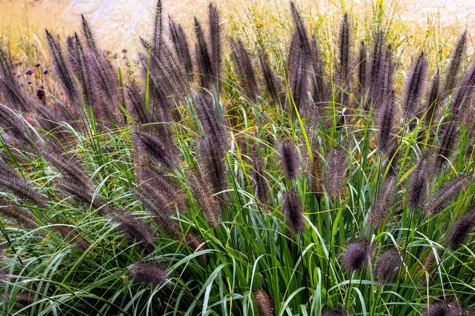 10 Dwarf Black Fountain Grass Pennisetum Alopecuroides Viridescens Hardy Seeds | www.seedsplantworld.com