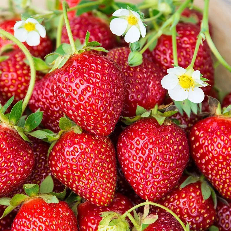 Ozark Beauty Ever Bearing Sweet Strawberries For Fall Potted Fruit Plants