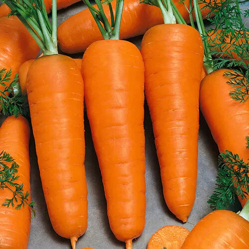 300 Red Cored Chantenay Carrot Seeds Non-GMO Vegetable Seeds | www.seedsplantworld.com