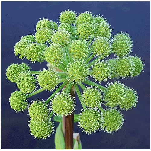 30 Angelica Archangelica Officinalis Edible Archangel / Holy Ghost Herb Seeds | www.seedsplantworld.com