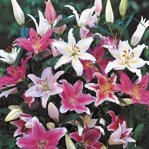 3 Oriental Lily Live Flower Bulb Mixture (A Delightfully Fragrant Perennial Mix) Bulbs Plant