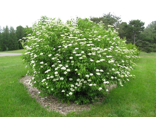 Chicago Lustre Viburnum Shrub Live Plant