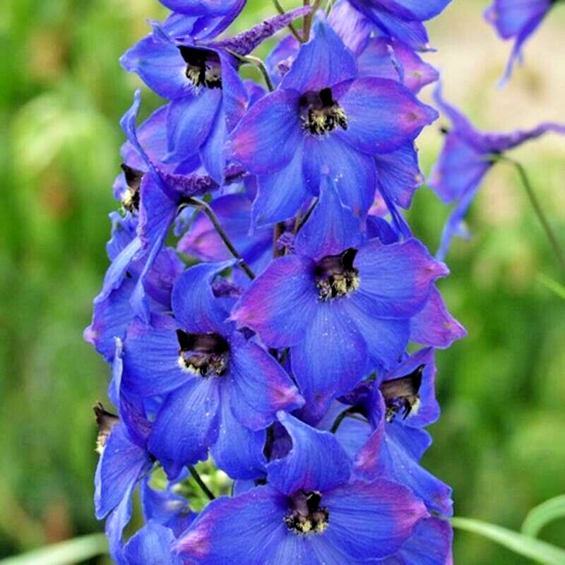 50 Penstemon Hummingbird Mix Spring Perennial Beardtongue Flower Seeds | www.seedsplantworld.com