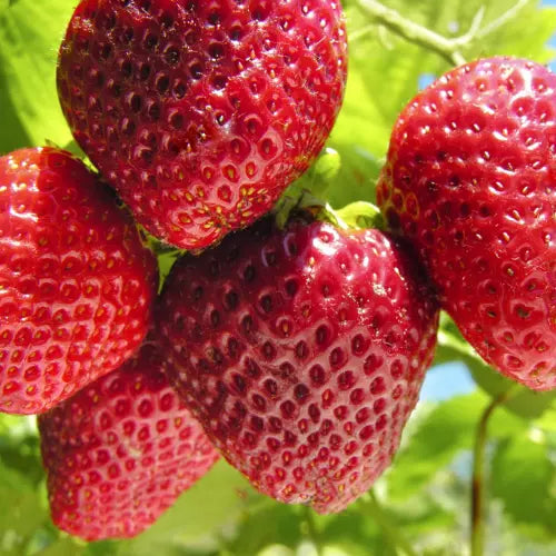 10 Puget Crimson Strawberry Plants Bare Root Large Berry Best Flavor High Yield