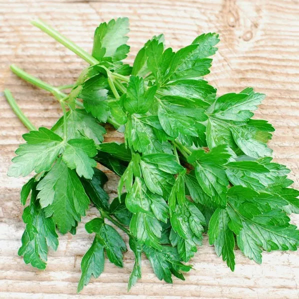 500 Italian Dark Green Parsley Seeds Heirloom Non-GMO Herb Seeds | www.seedsplantworld.com