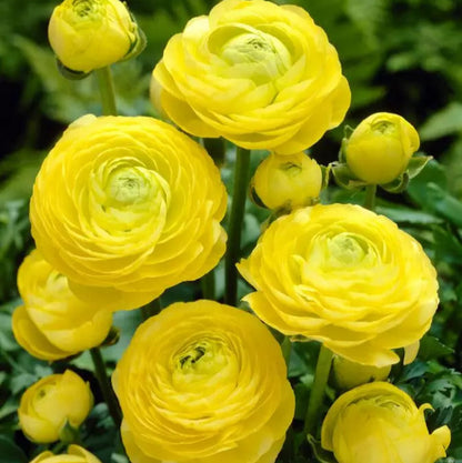 10 Ranunculus Yellow Shades Bulbs Plants