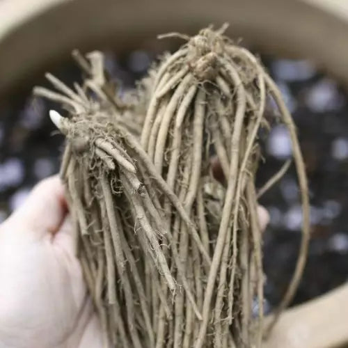 50 Green Atlas Asparagus Bare Root Plants