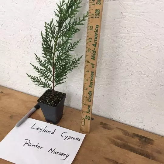 Leyland Cypress Tree Live Plant 2.5" Pot | www.seedsplantworld.com