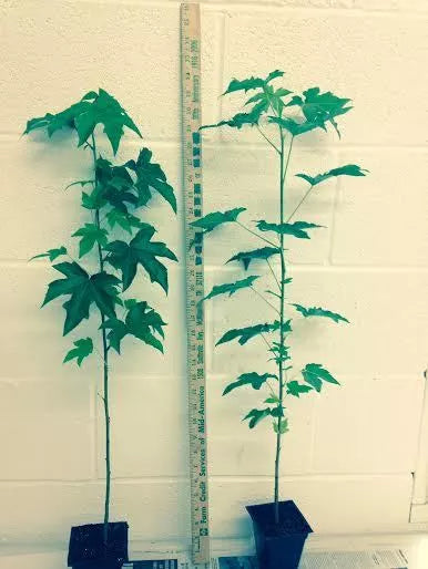 Sweetgum Tree (Liquidambar Styraciflua) Live Plant  In A 1 Qt. Pot 18-24" Tall